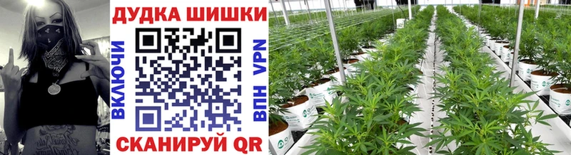 Что такое Суджа Псилоцибиновые грибы  МЕТАДОН  МЕФ  ГАШ  APVP  Каннабис 